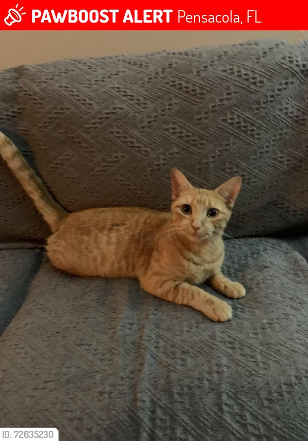 Lost Female Cat last seen MarJean drive and Renoir street , Pensacola, FL 32504