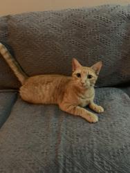 Lost Female Cat last seen MarJean drive and Renoir street , Pensacola, FL 32504