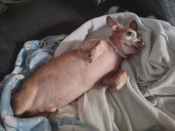 Lost Male Dog last seen Between Commonwealth and esplanade st, San Jacinto, CA 92583