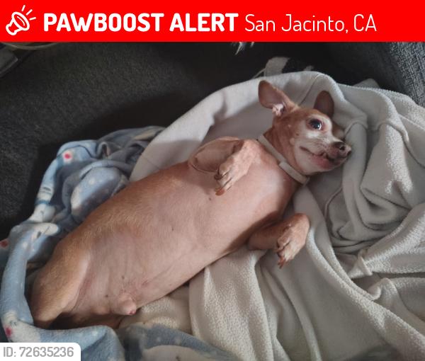 Lost Male Dog last seen Between Commonwealth and esplanade st, San Jacinto, CA 92583