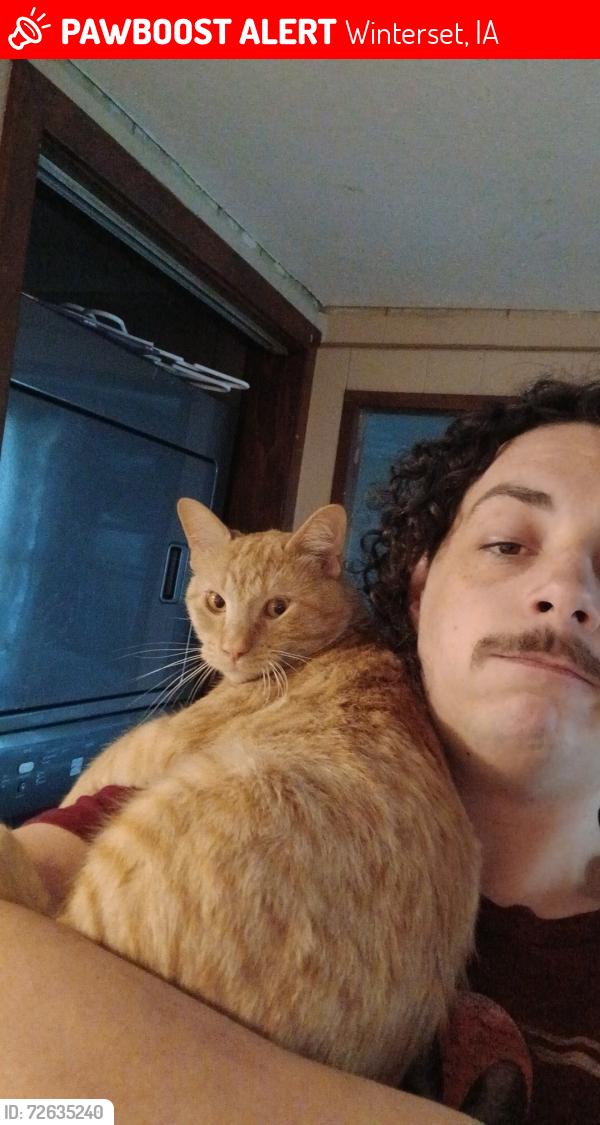 Lost Male Cat last seen John Wayne Dr., Winterset, IA 50273