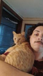 Lost Male Cat last seen John Wayne Dr., Winterset, IA 50273