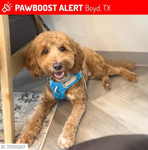 Lost Male Dog last seen In the yard , Boyd, TX 76023