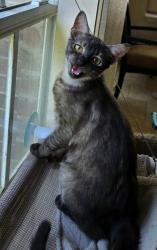Lost Male Cat last seen Ford Rd @ Hickory - White Oak subdivision, Porter, TX 77365