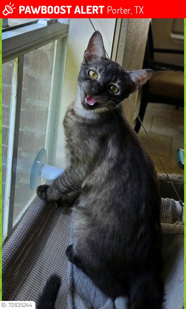 Lost Male Cat last seen Ford Rd @ Hickory - White Oak subdivision, Porter, TX 77365