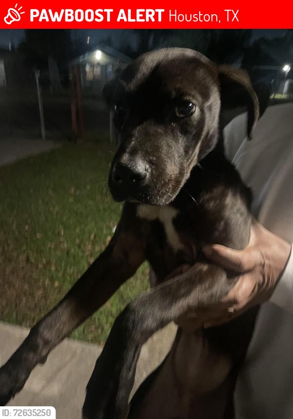 Lost Female Dog last seen Aldine Westfield and Hopper road, Houston, TX 77093