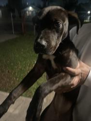 Lost Female Dog last seen Aldine Westfield and Hopper road, Houston, TX 77093