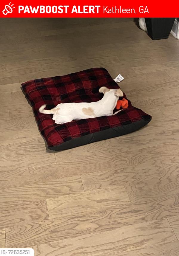 Lost Male Dog last seen Matt Arthur Elementary School , Kathleen, GA 31047
