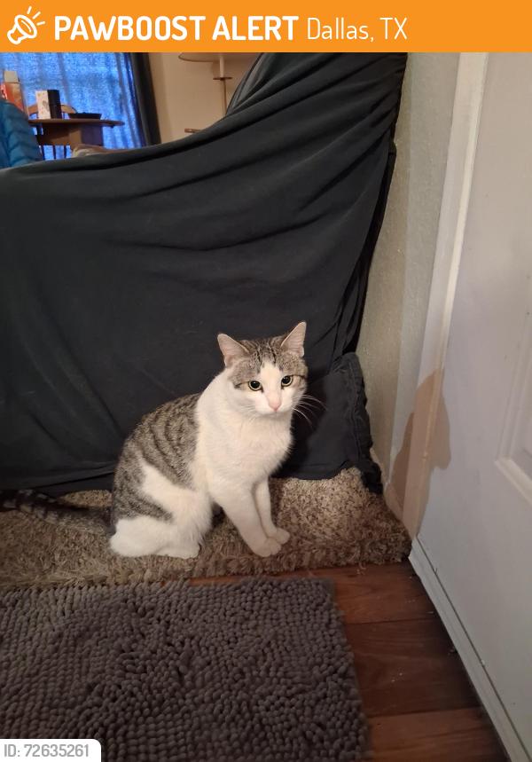 Found/Stray Female Cat last seen Near Forest Lane, Dallas, TX 75243