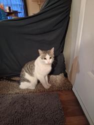 Found/Stray Female Cat last seen Near Forest Lane, Dallas, TX 75243