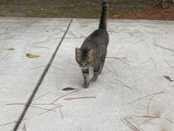 Lost Male Cat last seen Orange Grove Blvd and 129th Avenue North, The Acreage, FL 33411