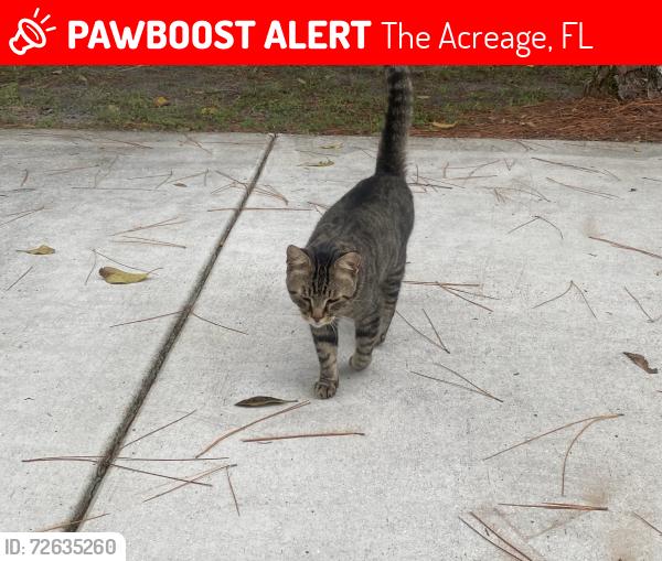 Lost Male Cat last seen Orange Grove Blvd and 129th Avenue North, The Acreage, FL 33411