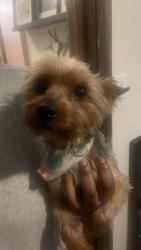Found/Stray Male Dog last seen Hudson Bridge, Stockbridge, GA 30281