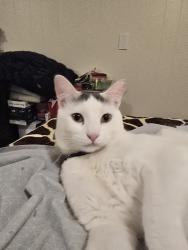 Lost Male Cat last seen Sycamore Cemetary area, Claremont, CA 91711