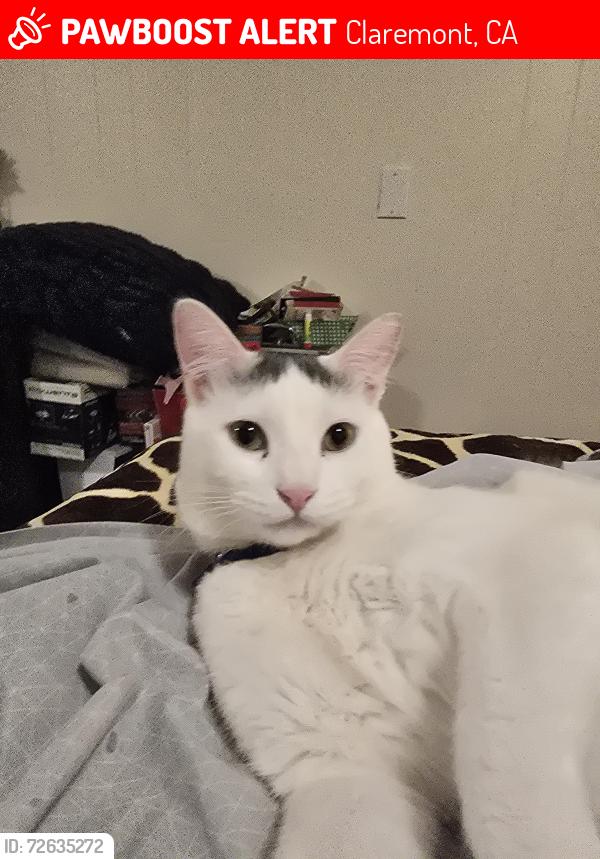 Lost Male Cat last seen Sycamore Cemetary area, Claremont, CA 91711