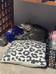Lost Male Cat last seen Gessner rd, Houston, TX 77074