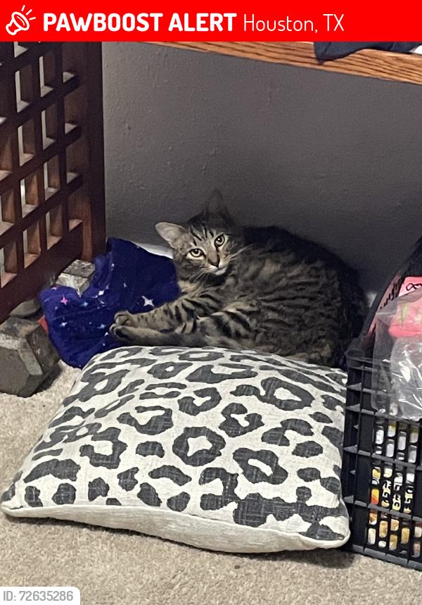 Lost Male Cat last seen Gessner rd, Houston, TX 77074