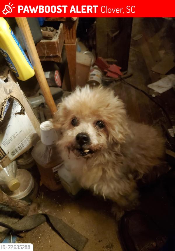 Lost Male Dog last seen Near love rd clover sc, Clover, SC 29710