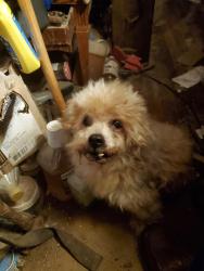 Lost Male Dog last seen Near love rd clover sc, Clover, SC 29710