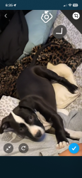 Lost Female Dog last seen Blake and Unser , Albuquerque, NM 87121