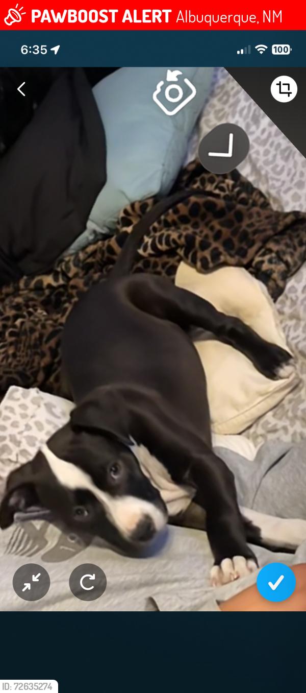 Lost Female Dog last seen Blake and Unser , Albuquerque, NM 87121