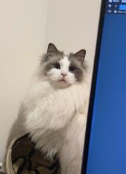 Lost Male Cat last seen balwyn, Balwyn, VIC 3103