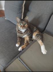Lost Female Cat last seen MOSS COVE CT AND SPRING MORNING, Charlotte, NC 28227