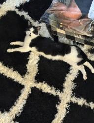 Lost Male Cat last seen Bellflower St., Adelanto, CA 92301