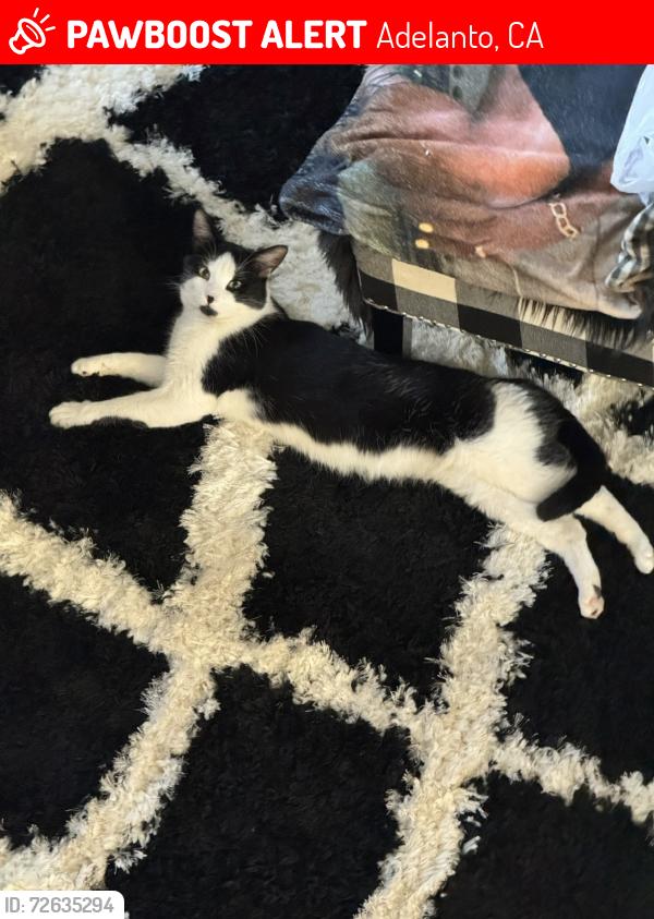 Lost Male Cat last seen Bellflower St., Adelanto, CA 92301