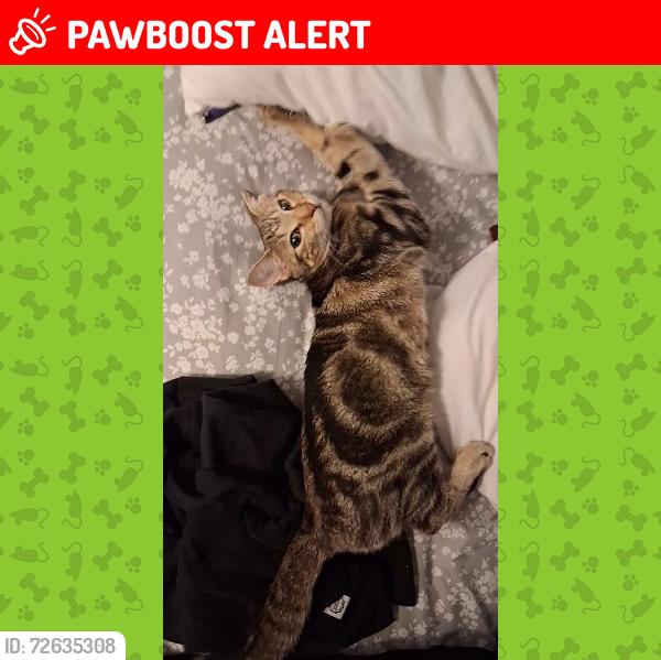 Lost Female Cat last seen Soundside apmts, Carson Dr SE, Fort Walton Beach, FL 32548