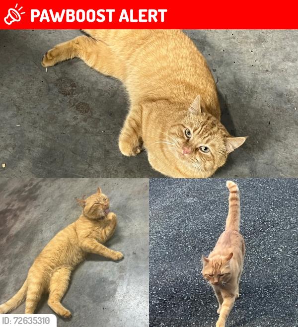 Lost Male Cat last seen Lower Lake Rd near Upper Lake Rd , Davidson County, NC 27360