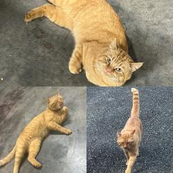 Lost Male Cat last seen Lower Lake Rd near Upper Lake Rd , Davidson County, NC 27360
