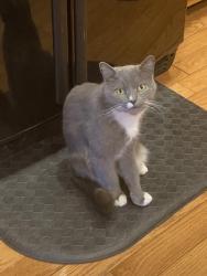 Lost Male Cat last seen Merle Court , McDonough, GA 30252