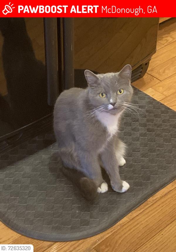 Lost Male Cat last seen Merle Court , McDonough, GA 30252