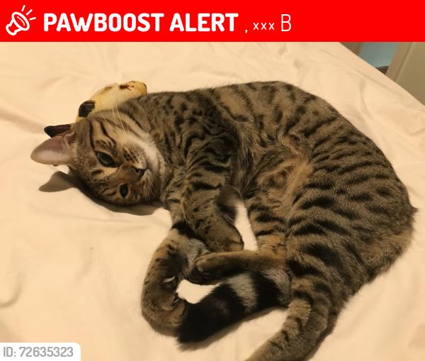 Lost Female Cat last seen b38, , 英格兰 B38