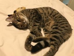 Lost Female Cat last seen b38, , 英格兰 B38