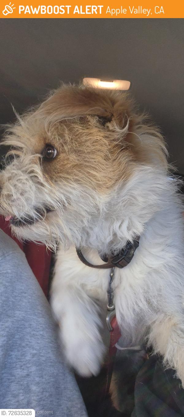Found/Stray Male Dog last seen Sitting Bull Rd, Apple Valley, CA 92308