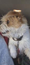 Found/Stray Male Dog last seen Sitting Bull Rd, Apple Valley, CA 92308