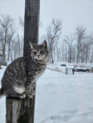 Lost Male Cat last seen Saint Croix Road and Sunnyside st, Pine City, MN 55063
