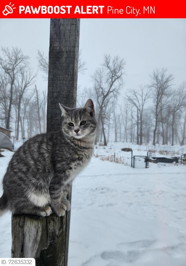 Lost Male Cat last seen Saint Croix Road and Sunnyside st, Pine City, MN 55063