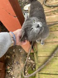 Found/Stray Male Cat last seen Hidden Springs & Grassy Creek, Lexington, KY 40514