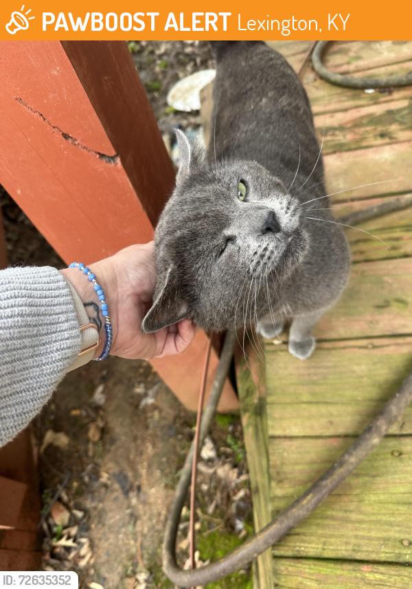 Found/Stray Male Cat last seen Hidden Springs & Grassy Creek, Lexington, KY 40514