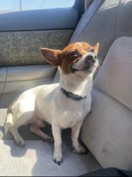Lost Male Dog last seen Lower Westside/Austintown Area, Youngstown, OH 44515