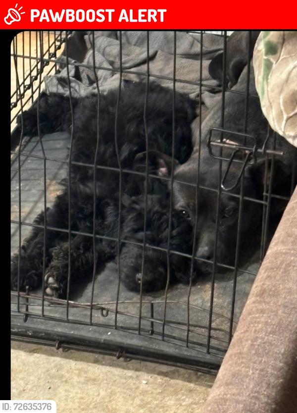 Lost Female Dog last seen Off Hwy 351, Craighead County, AR 72401