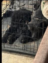 Lost Female Dog last seen Off Hwy 351, Craighead County, AR 72401