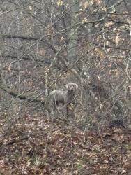 Found/Stray Unknown Dog last seen Mark L McHenry Park, Kansas City, MO 64153