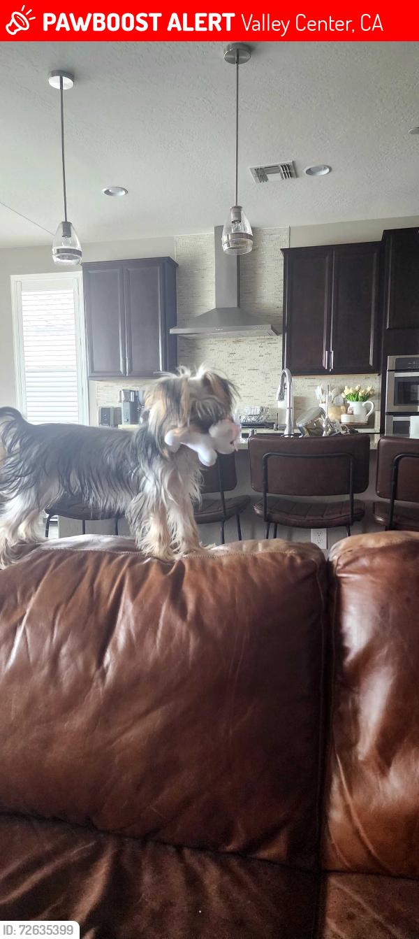 Lost Female Dog last seen Rosebush Ln near Ridge view church, and the 5-10 acres of land behind the hses, Valley Center, CA 92082