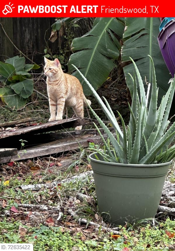 Lost Male Cat last seen Heritage country lane, Constitution, Heritage Park , Friendswood, TX 77546