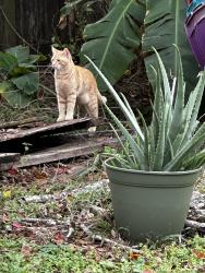 Lost Male Cat last seen Heritage country lane, Constitution, Heritage Park , Friendswood, TX 77546