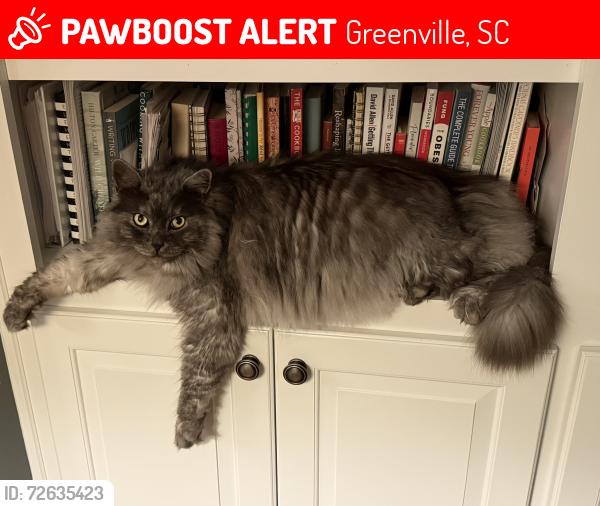 Lost Male Cat last seen Close to Hartness subdivision off of HWY 14, Greenville, SC 29615